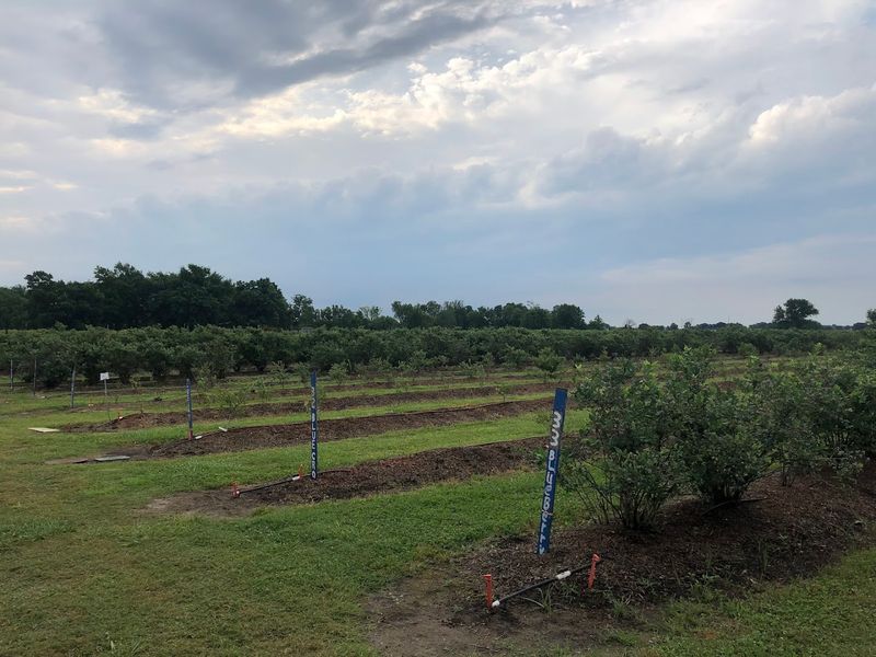 Planning Your Visit To Thunderbird Berry Farm