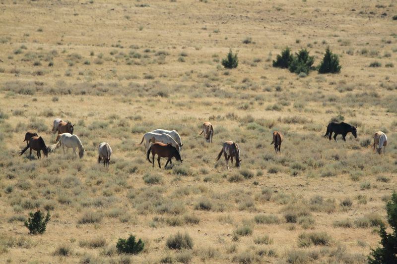 Wild Horses of Steens Mountain: Untamed and Unforgettable