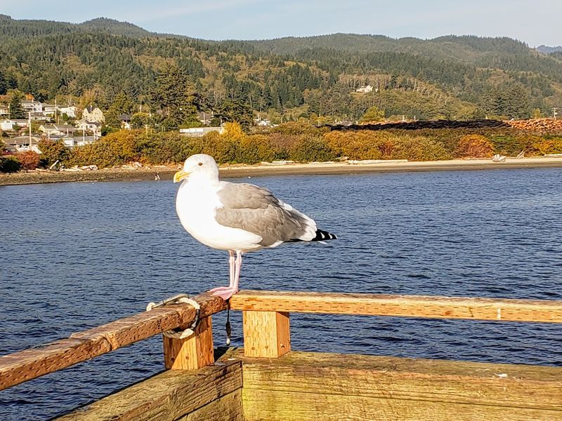 Birdwatching Along Tillamook Bay