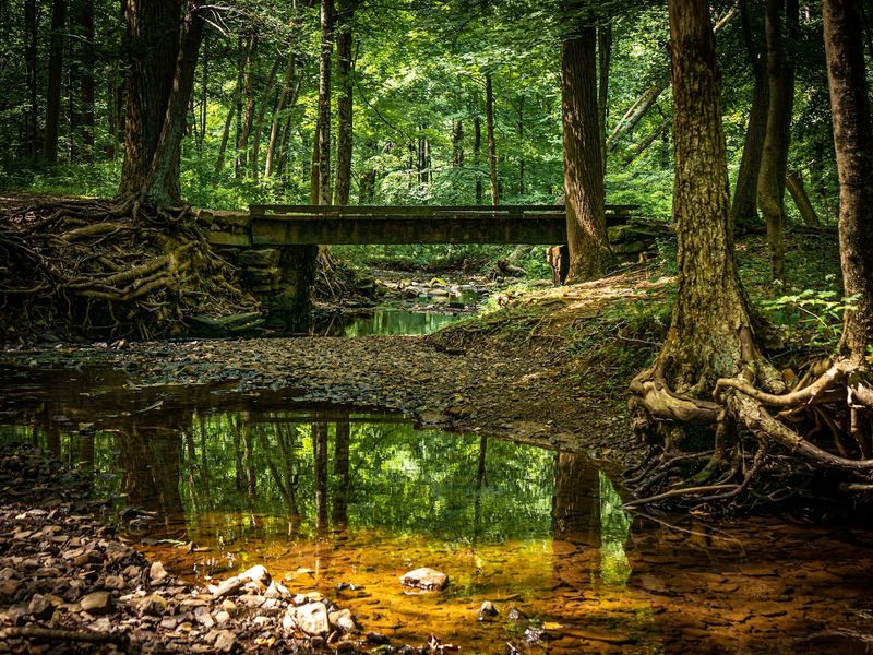 The Sierra Trail Experience