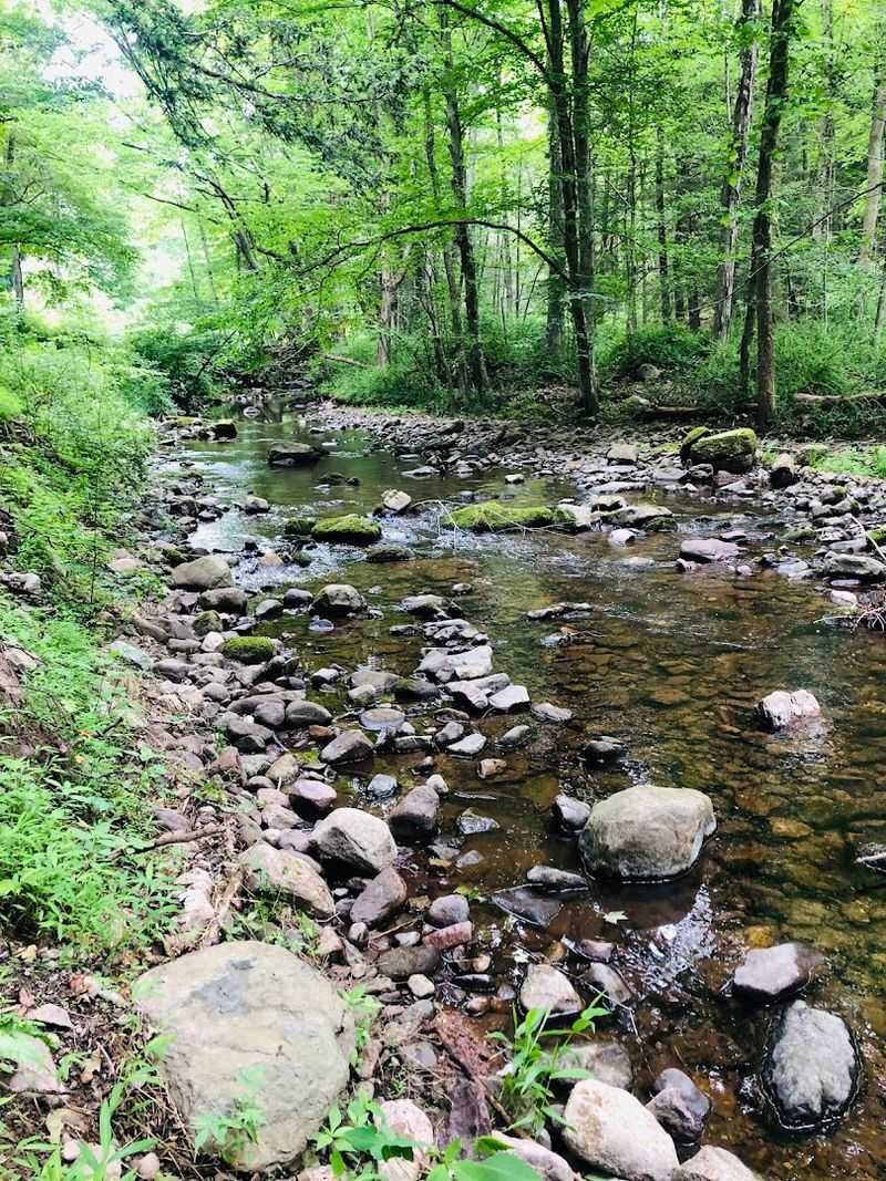 The Peaceful Trails Along the Creek