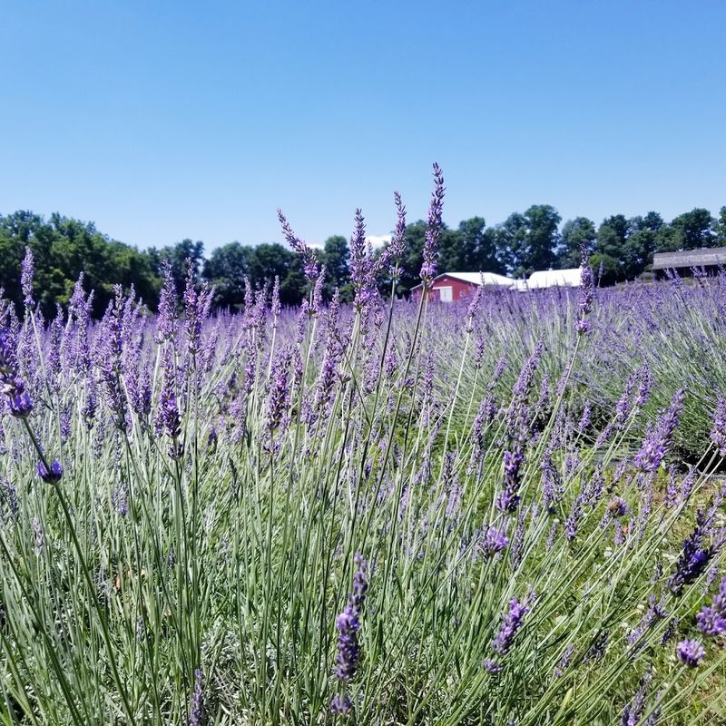 Greenwich Lavender Farm