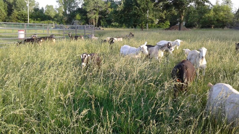 Prairie Thyme Farm, Newalla