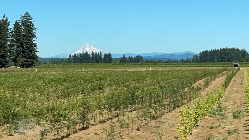 The Willamette Valley Backdrop