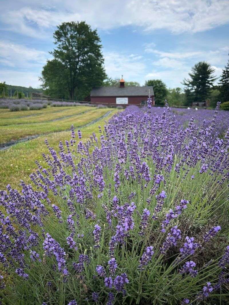 Orchard View Lavender Farm