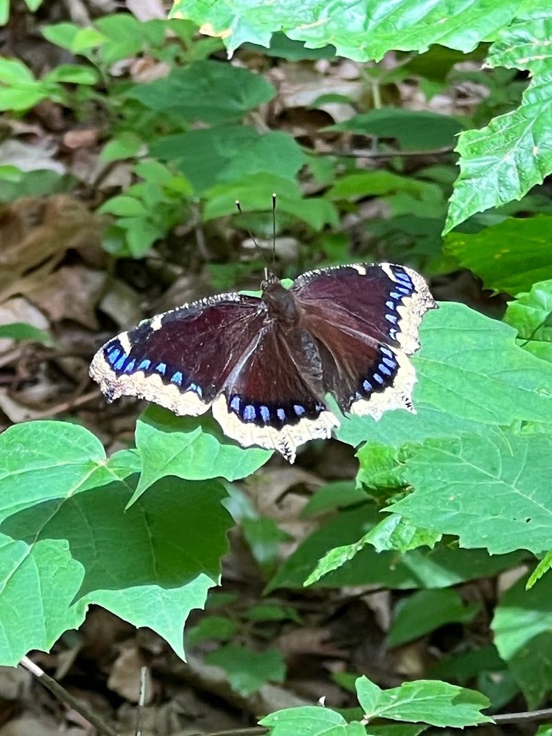 Wildflowers, Bees, and the Floodplain Ecosystem Along the Passaic Headwaters