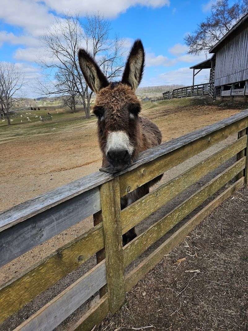 Why This Place Feels Bigger Than A Typical Animal Stop