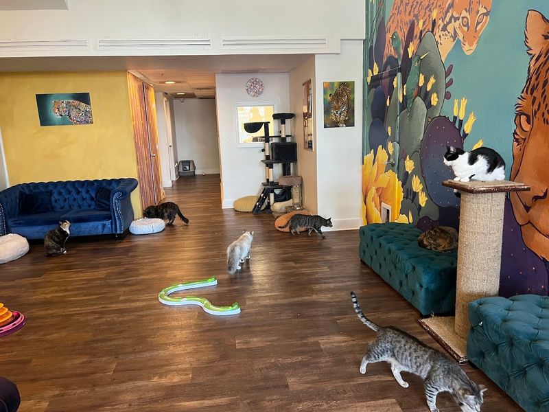 Playtime Culture With Toys And Cat Treat Add Ons