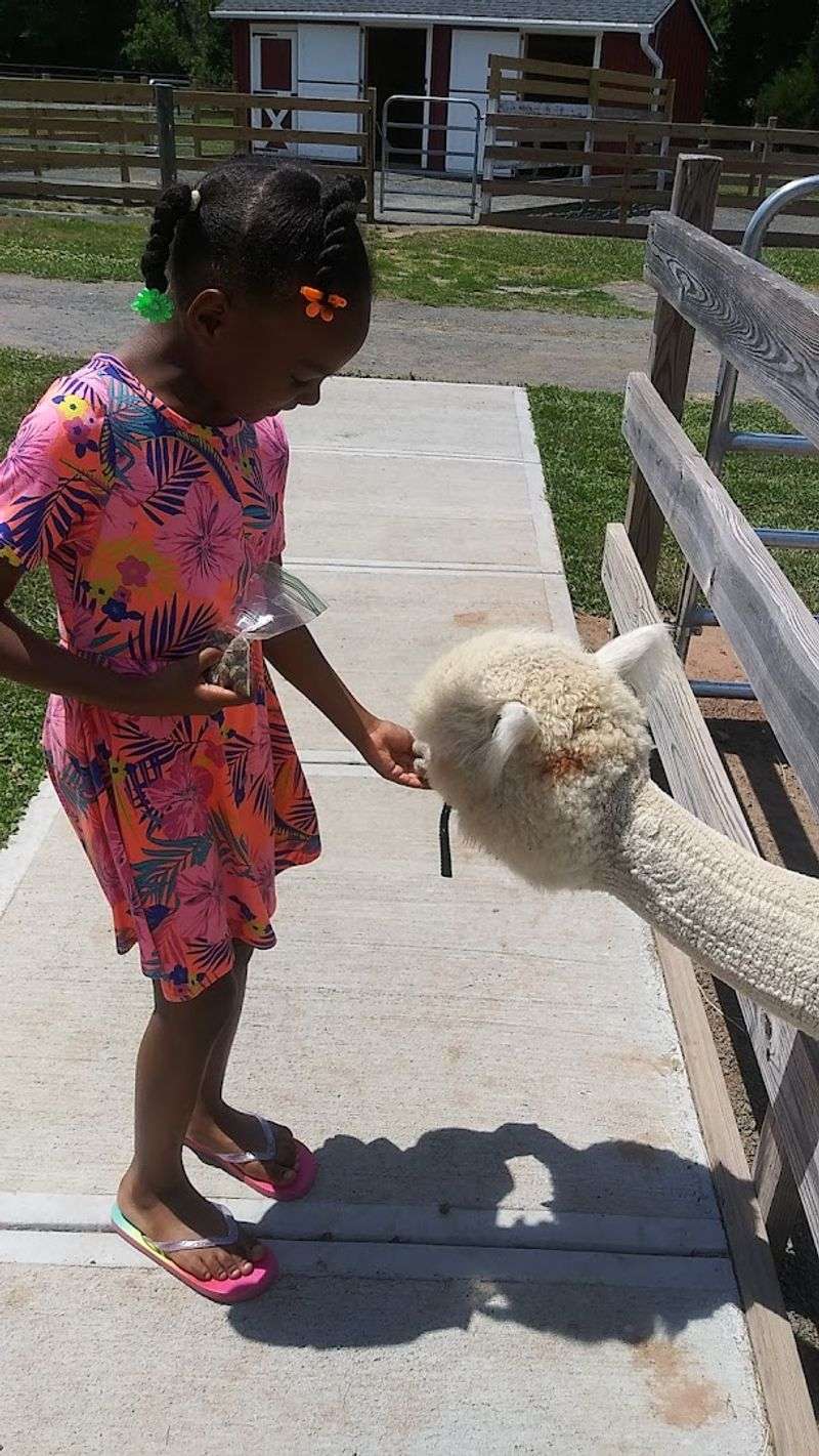 Feeding the Alpacas
