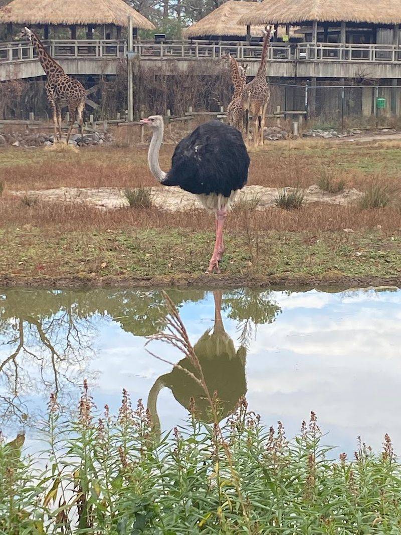 Plan Your Visit to Virginia Zoo in Norfolk