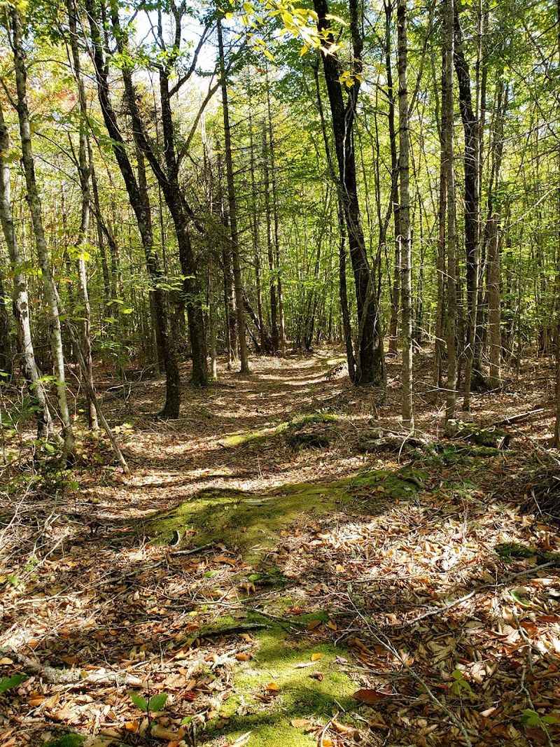 Long Cove Headwaters Preserve
