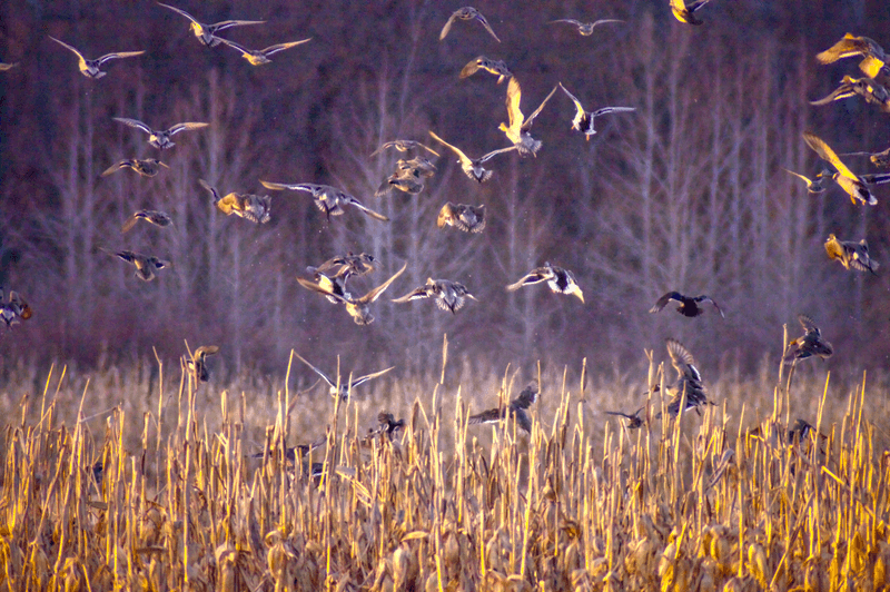 The Ecological Significance Makes Every Visit Feel Meaningful