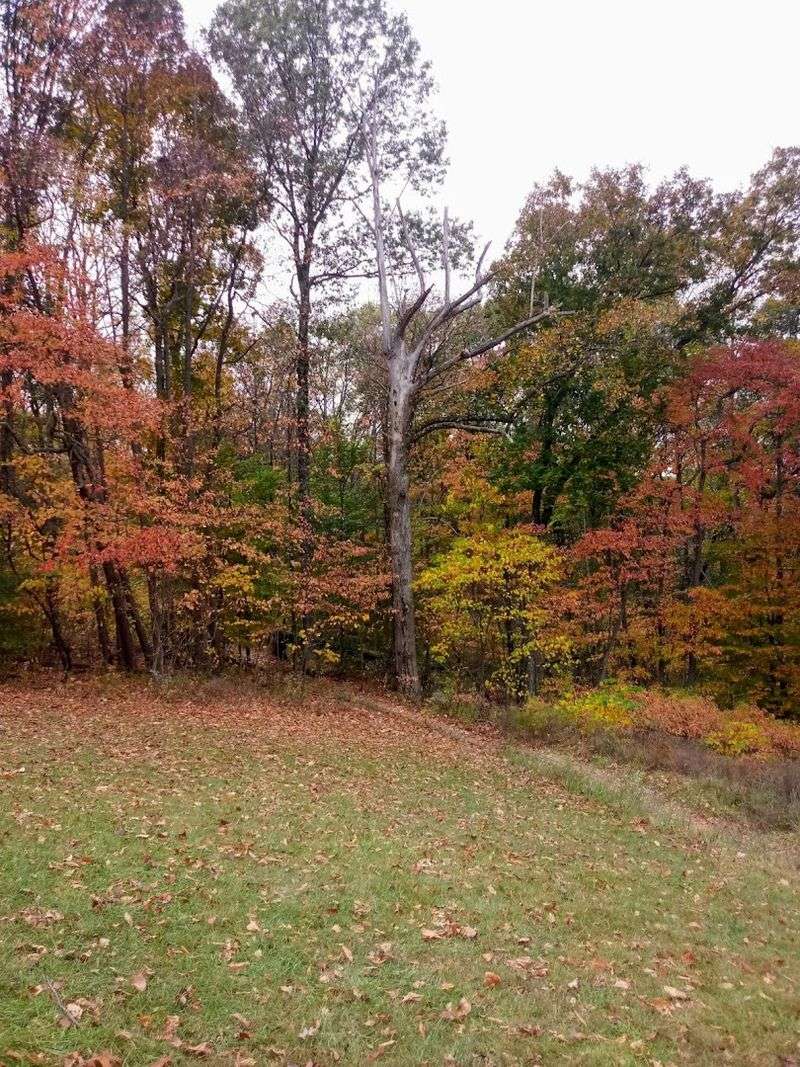 Hiking Through Some of the Most Beautiful Forest in Indiana