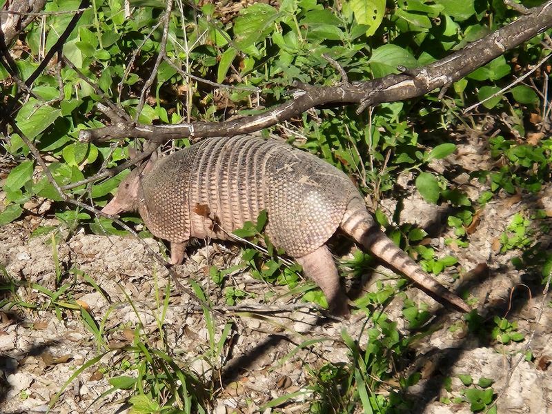 Wildlife You Will Actually See Along the Banks