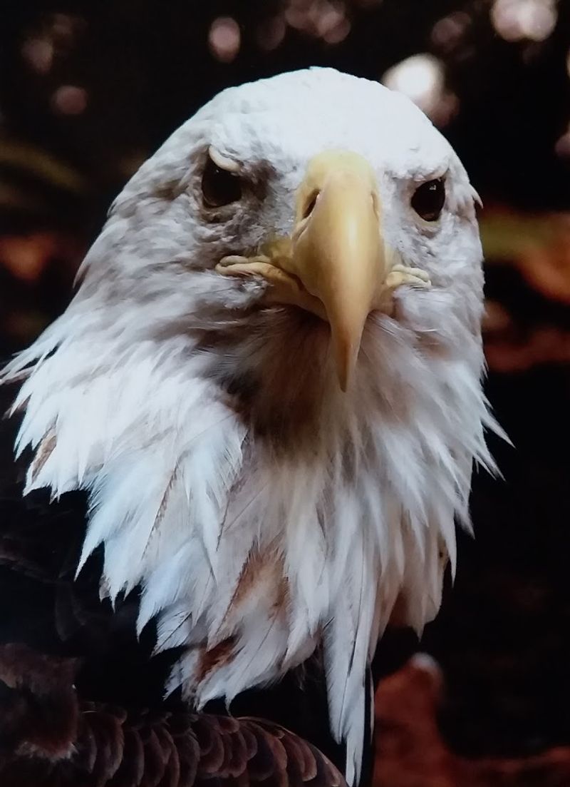 Getting Up Close With Eagles, Owls, and Falcons in Real Life