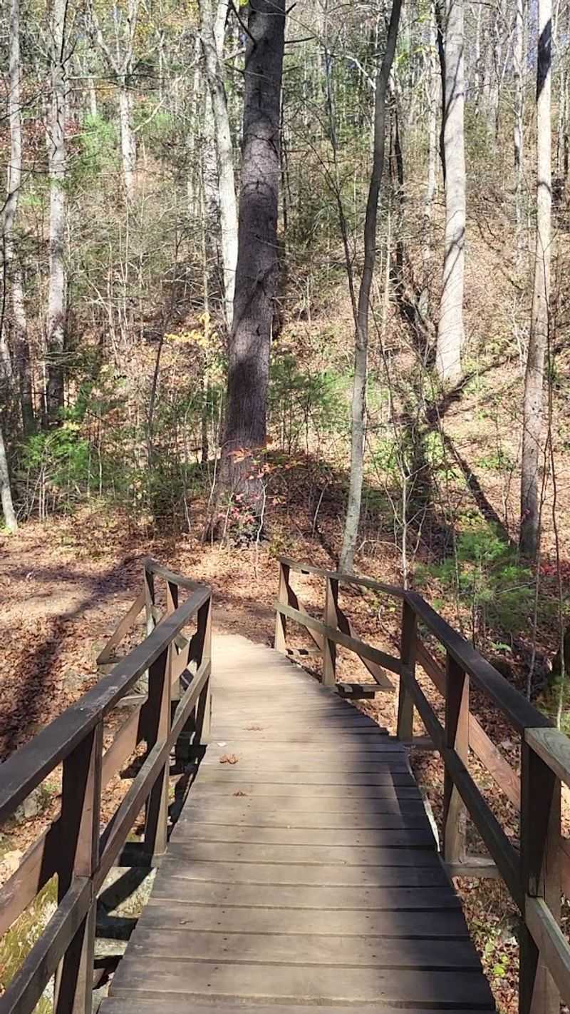 Wildflowers That Turn the Trail Into a Living Garden
