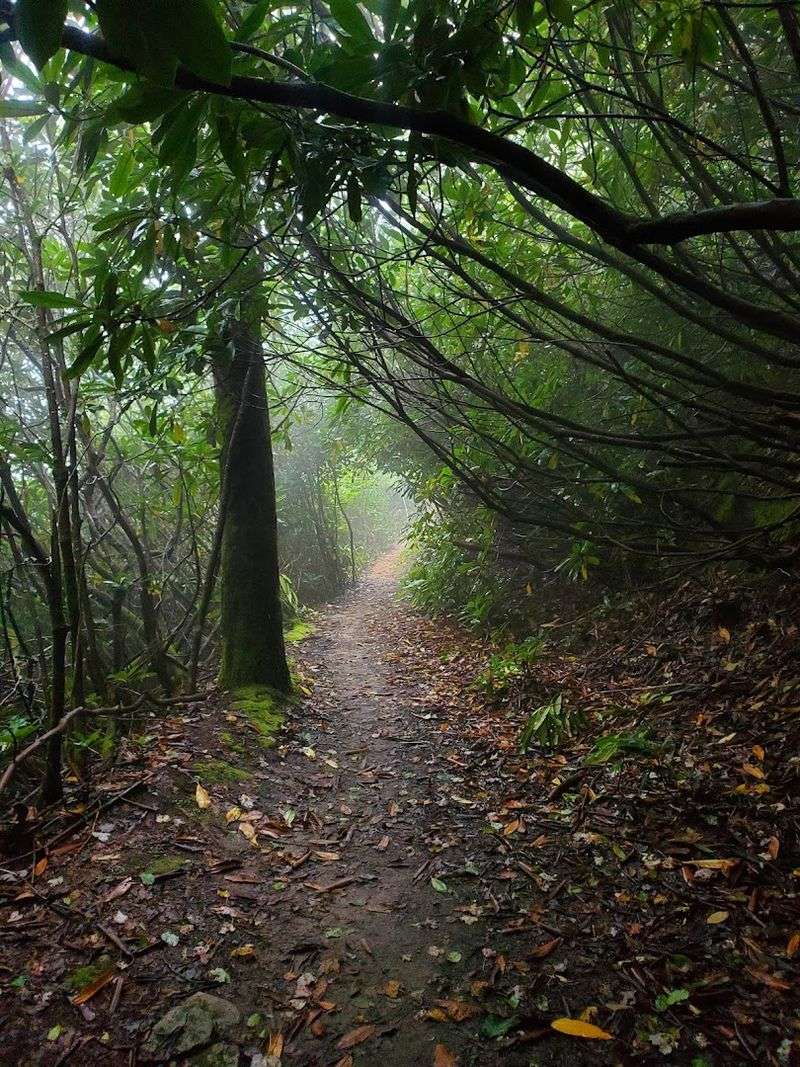 Wildlife and Flora Along the Clinch Mountain Corridor