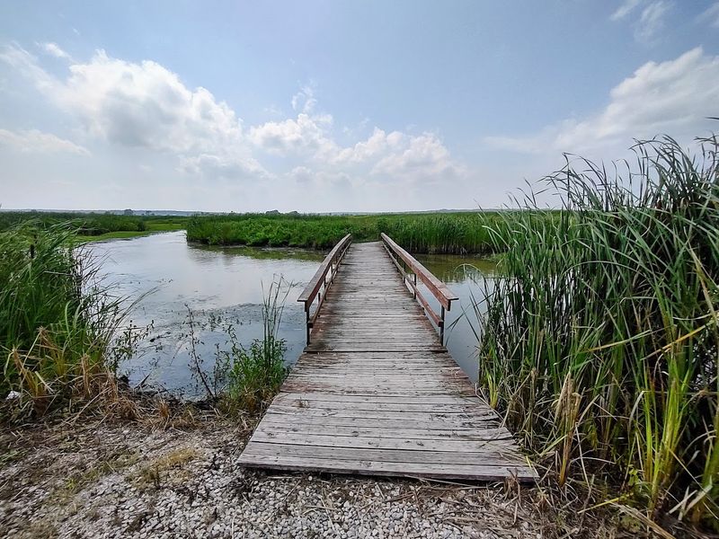 Bald Eagle Nesting Pairs and Year-Round Raptor Watching