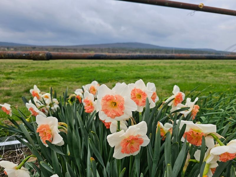The Farm's Role as a Community Hub in Eastern Oklahoma