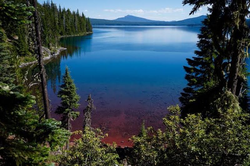 The Mosquito Situation: What Nobody Warns You About Enough