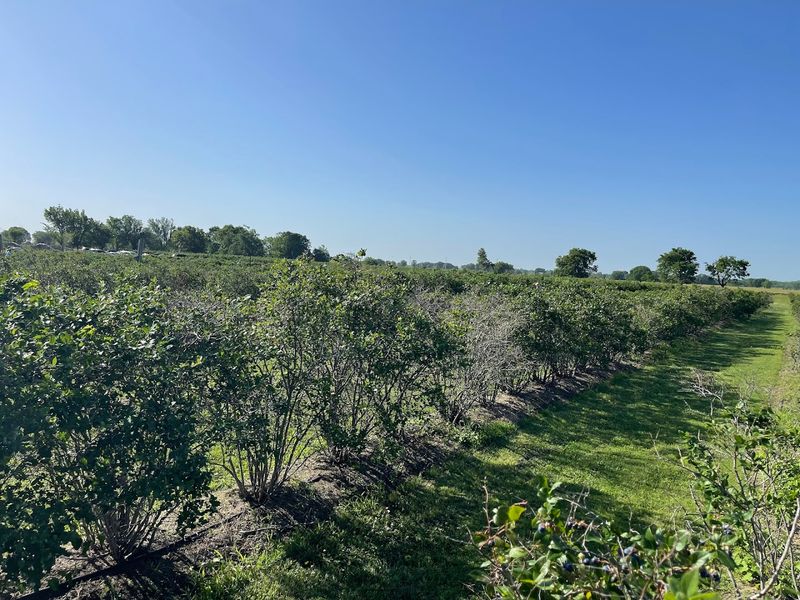 The Blueberry Fields Are Something Else Entirely