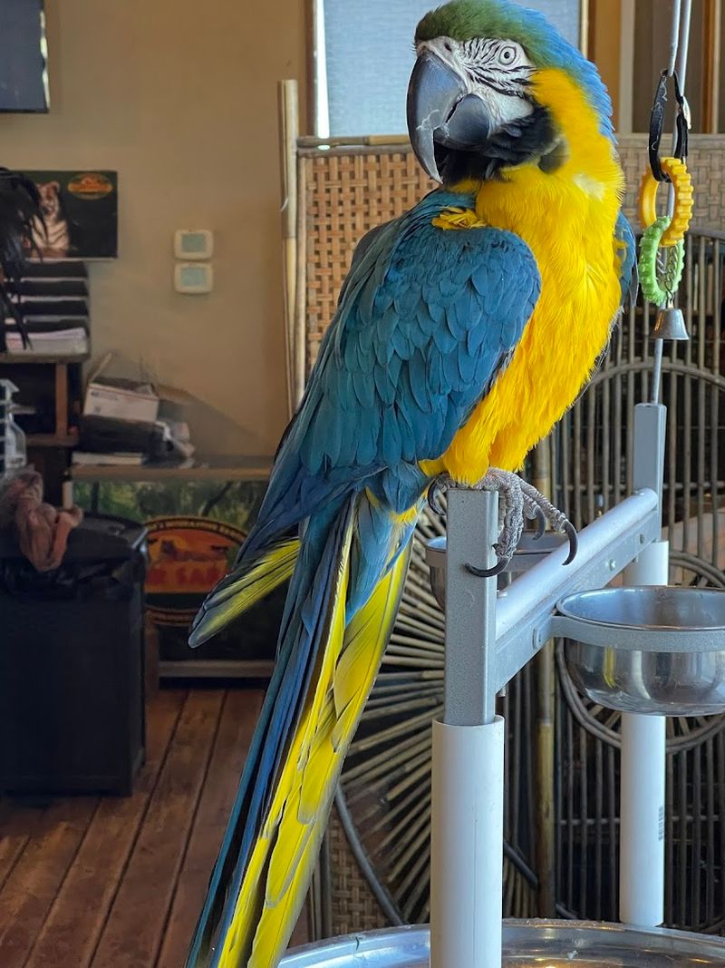 The First Impression Hits You Like a Roar