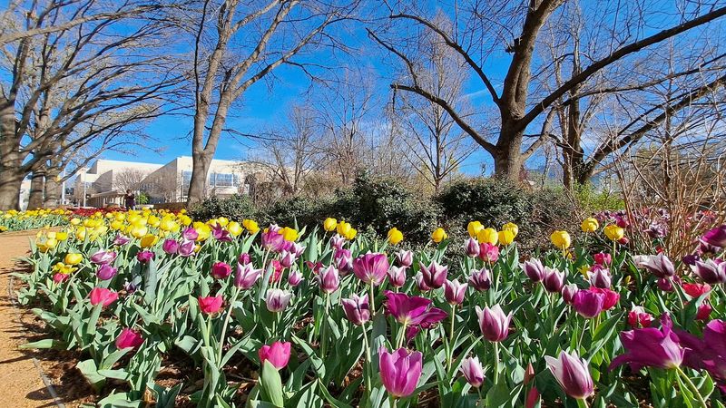 The Story Behind the Spring Tulip Tradition