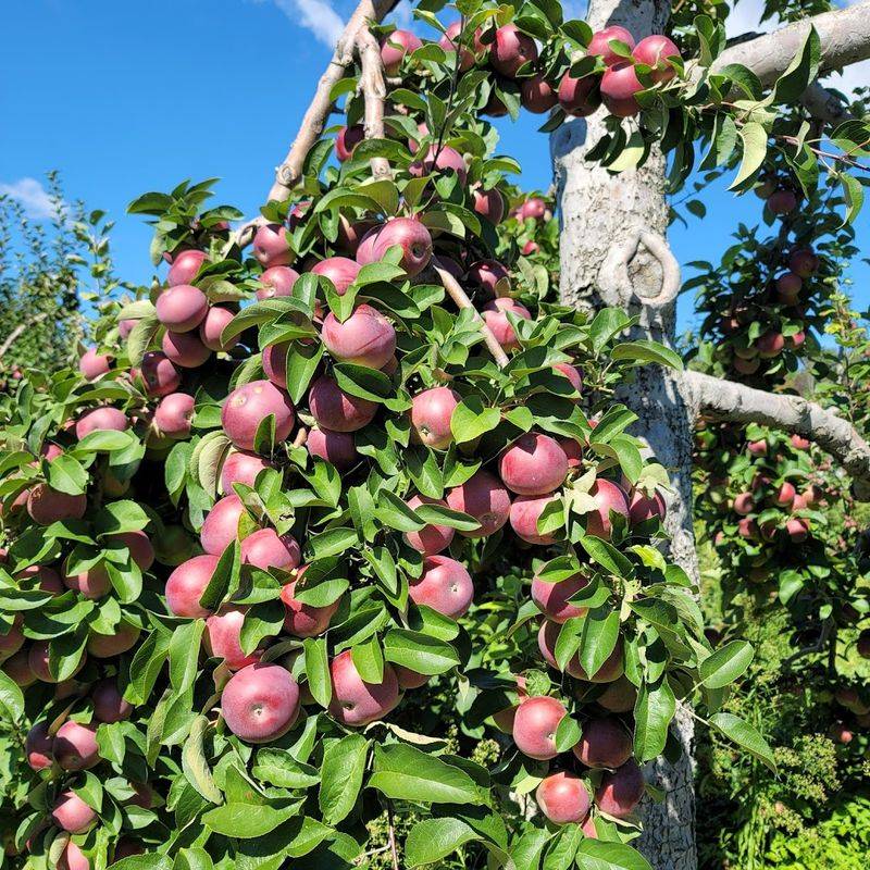 Fresh Produce Straight From The Fields