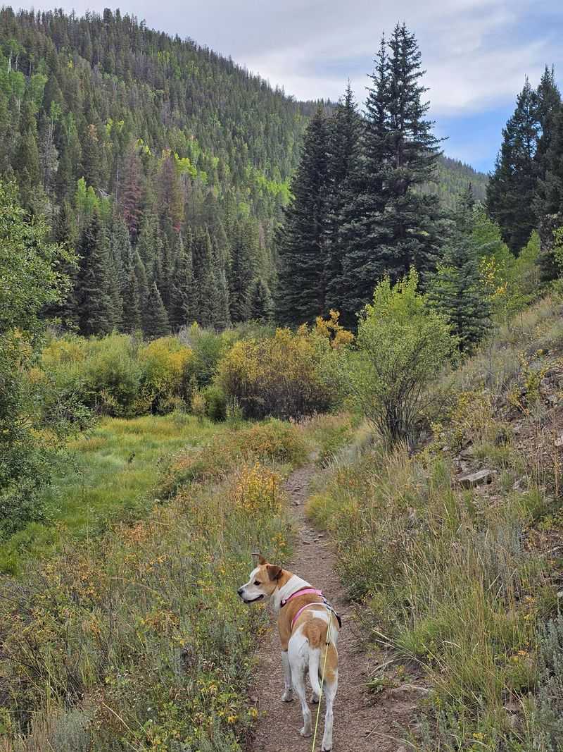 A Dog-Friendly Trail Open Year-Round for Every Kind of Visitor