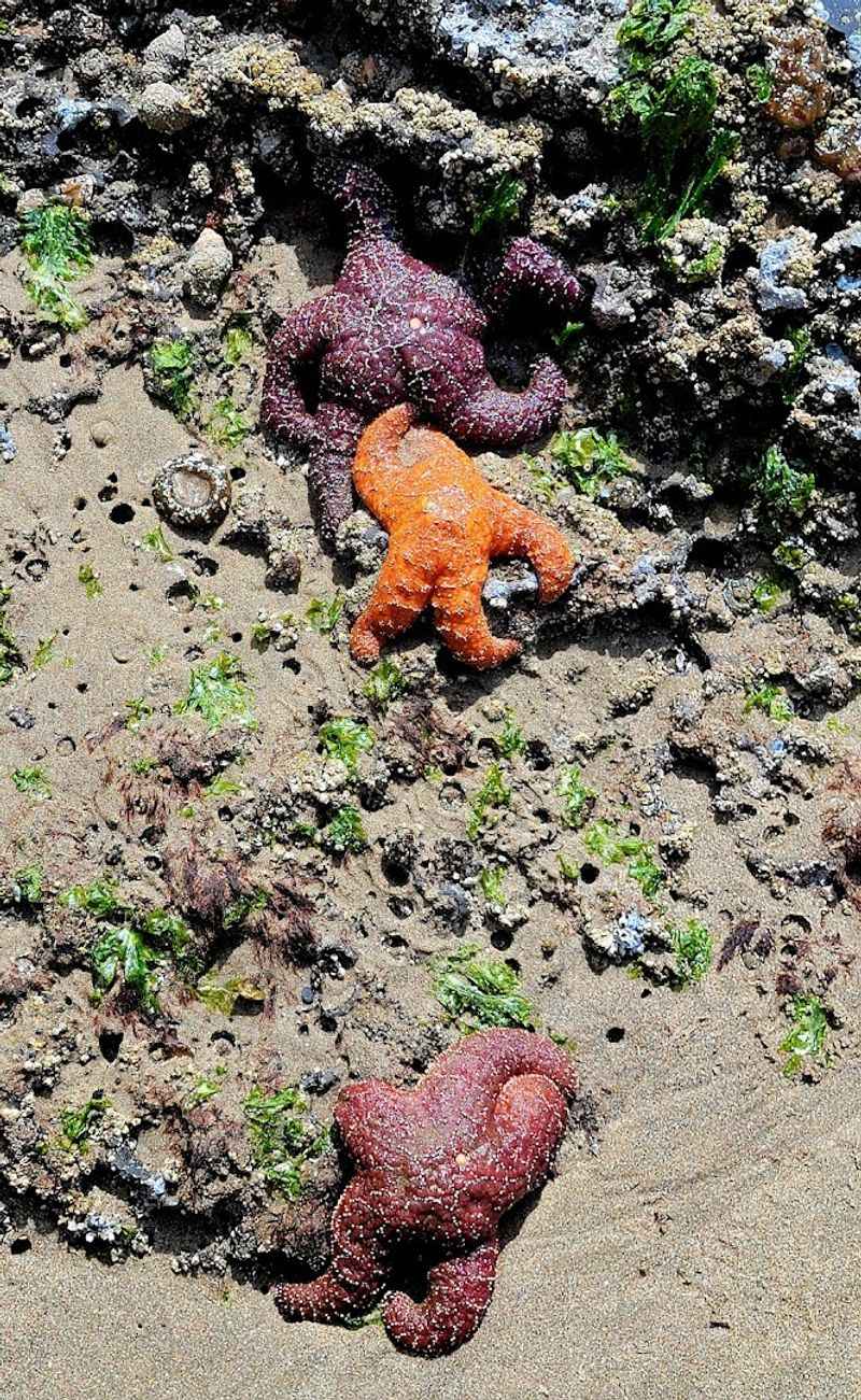 Tide Pools at the Beach: A World Beneath the Surface
