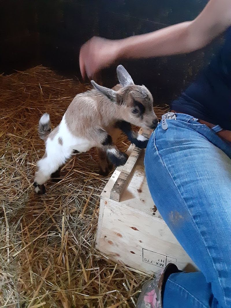 A Family-Friendly Atmosphere That Includes Farm Animals Beyond Just Horses