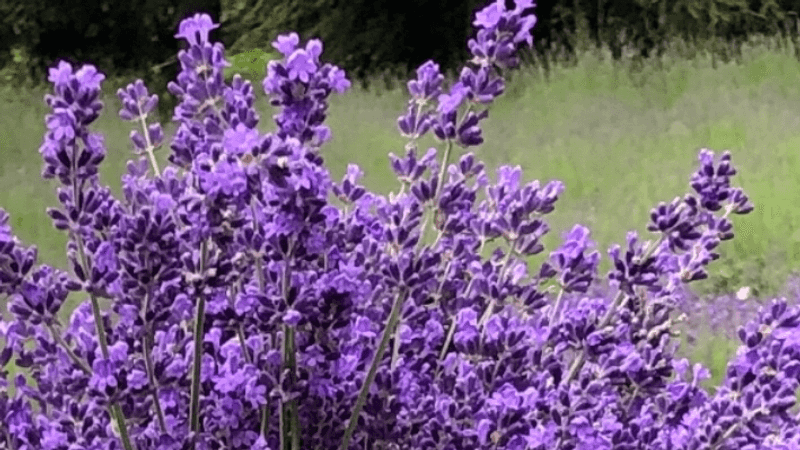 Pleasant Valley Lavender