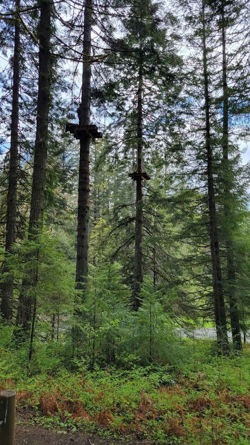 The Forest Setting That Sets the Mood Immediately