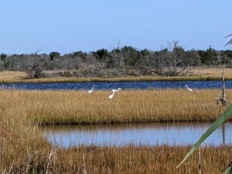 Migration Season and the Atlantic Flyway Connection