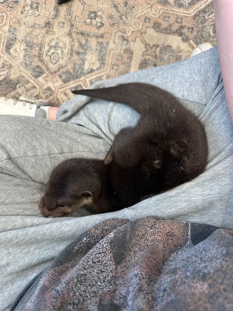 Staying Overnight at the Safari Airbnb