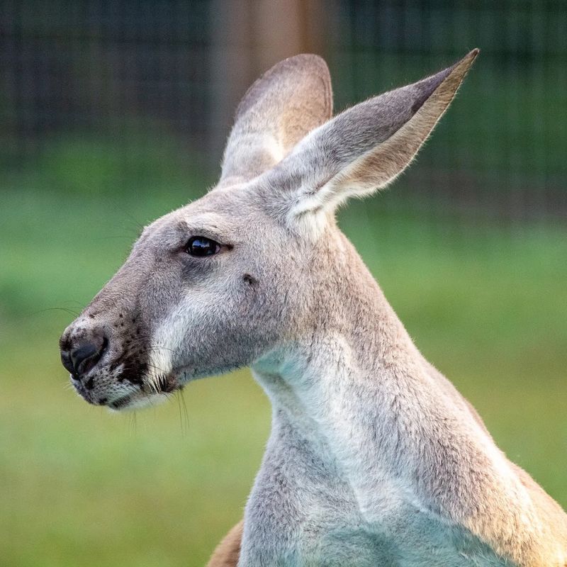 Why The Kangaroos Add So Much Fun