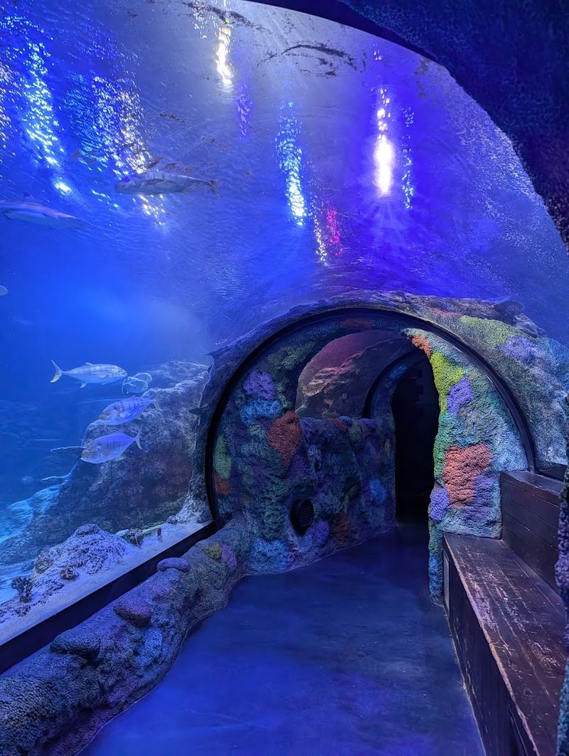 SEA LIFE Michigan Adds A Real Aquarium Stop Between Stores