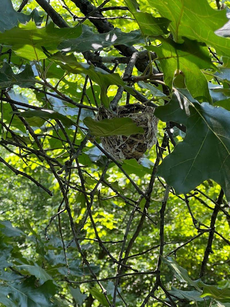 More Than 60 Nesting Species Calling This Place Home
