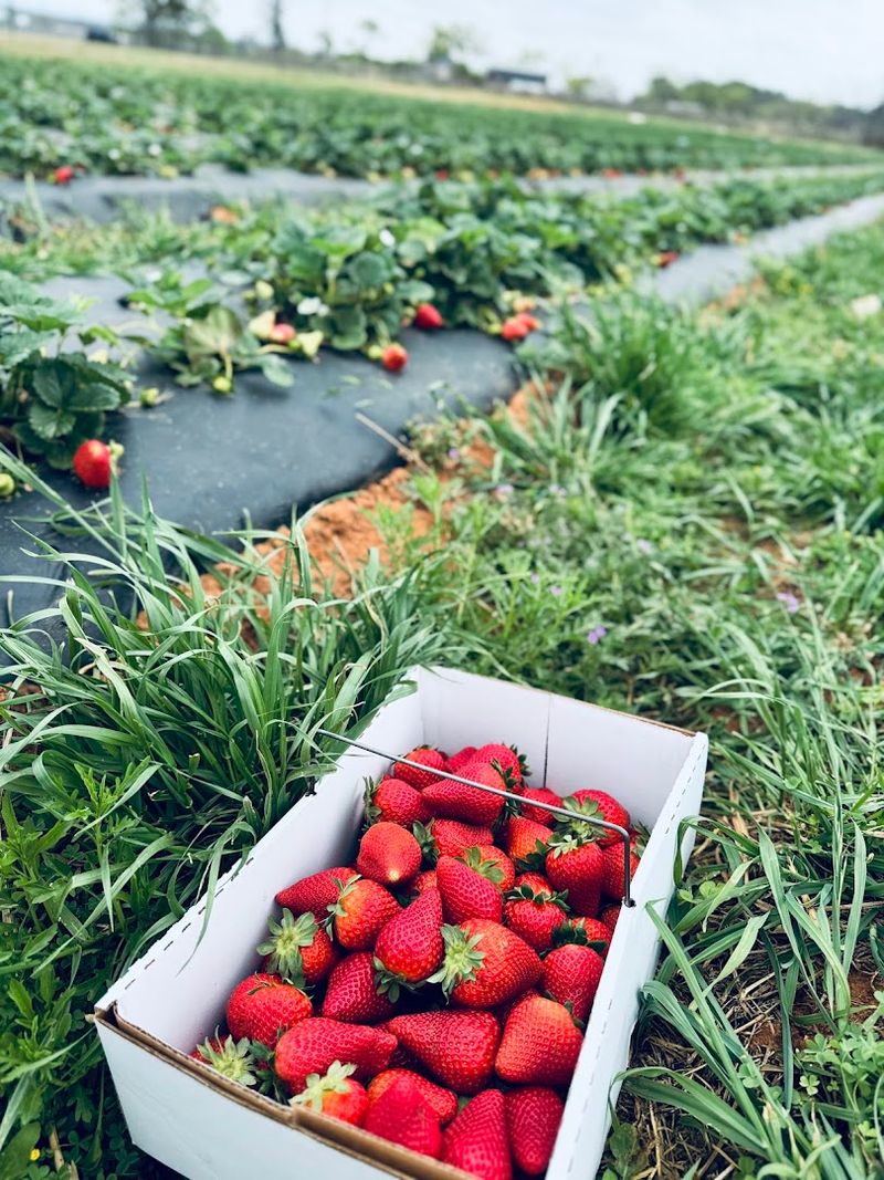 The Pick Your Own Experience