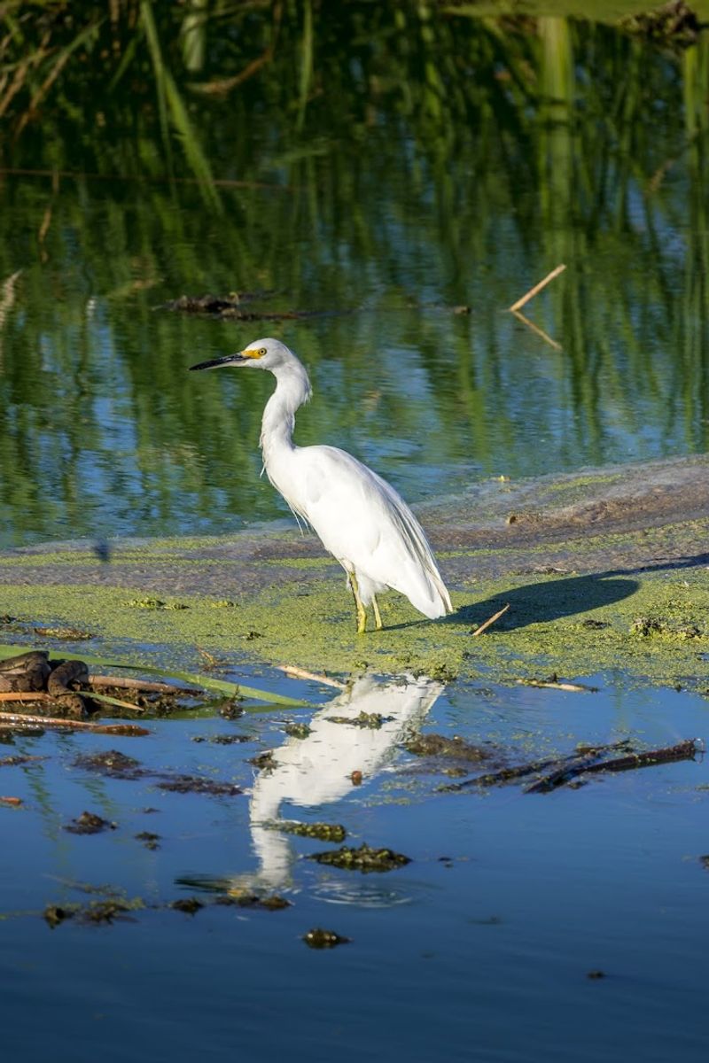 Migration Season Turns the Lake Into a Wildlife Spectacle