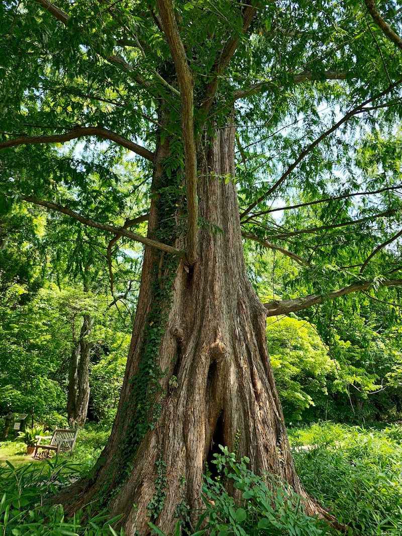 The Towering Dawn Redwood That Stops Everyone In Their Tracks