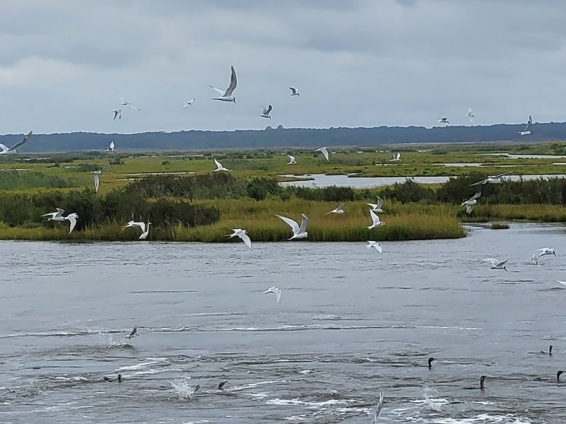Salt Marshes and Wetlands That Cover 82% of the Refuge