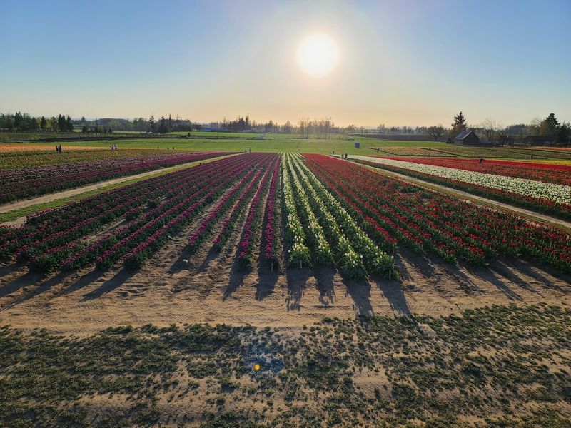 Hot Air Balloon Rides Above the Fields