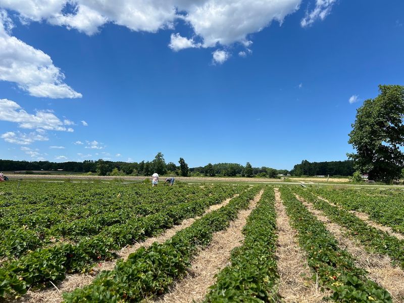 Fresh U-Pick Strawberries With a Tractor Ride to the Fields