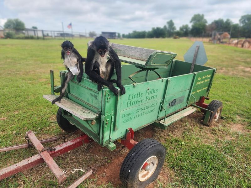 A Small Playground Keeps the Little Ones Happy Between Animal Encounters