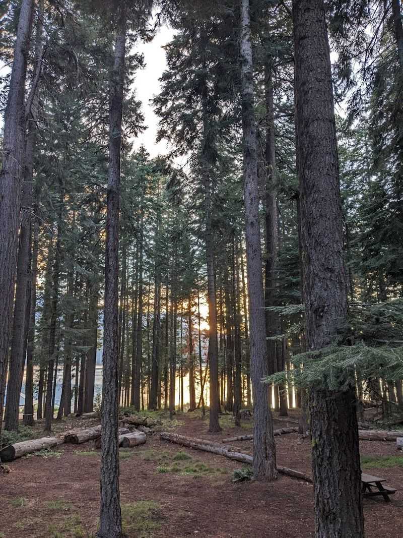Camping Under the Pines at Aspen Point