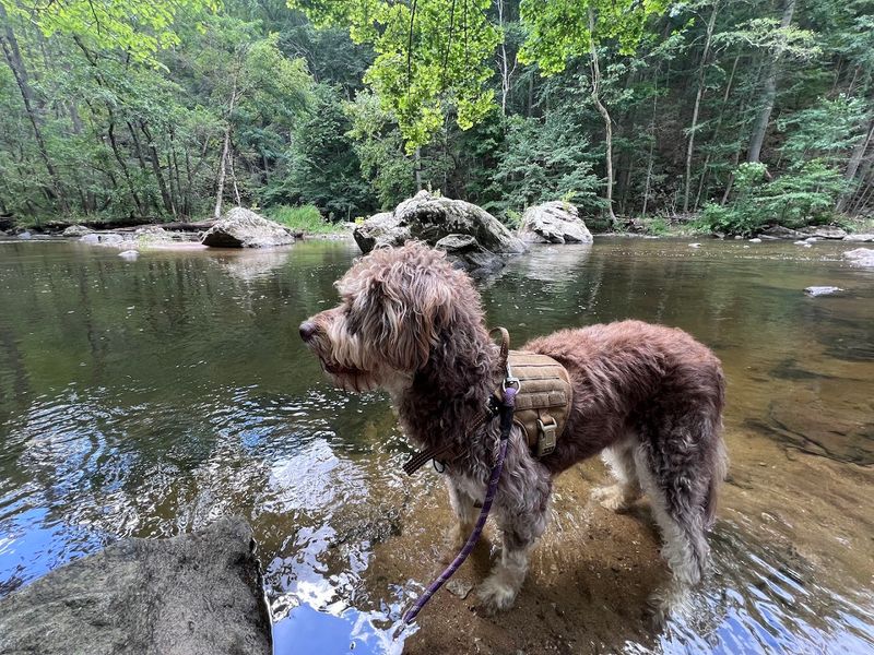 Dog-Friendly Trails and Family-Friendly Walks for Every Pace