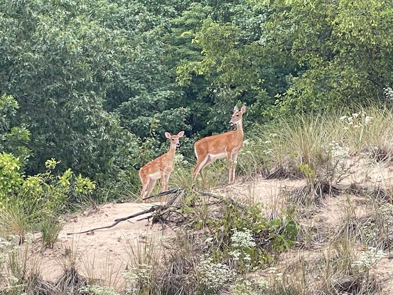 Unique Wooden Staircase Sets Mount Tom Apart From Every Other Dune
