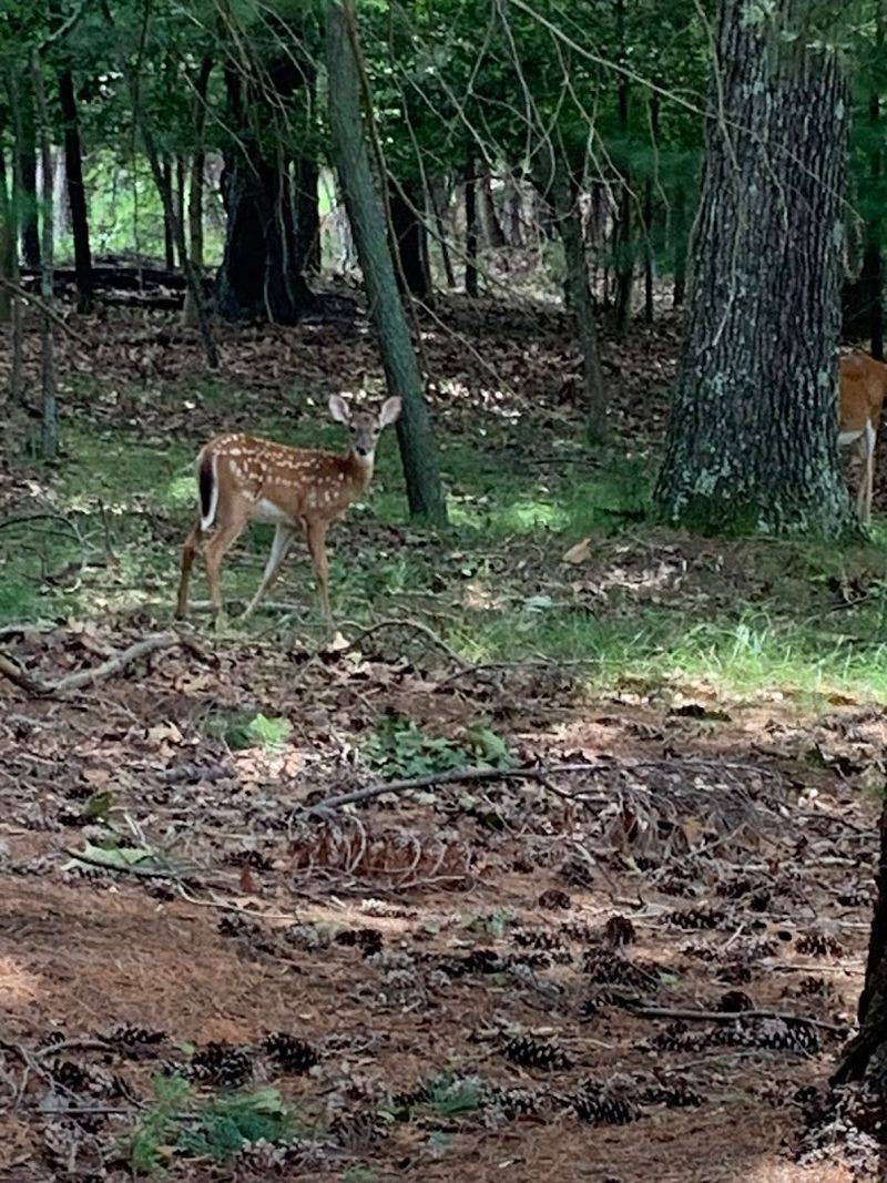 A Forest That Feels Like It Has Secrets