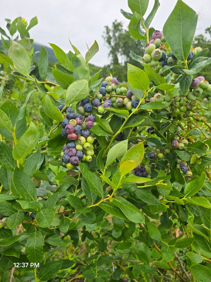 Blueberries and Blackberries Join the Party